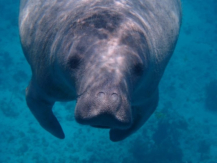 Belize Snorkeling Tour : Swimming With Manatees